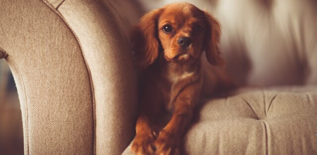 Oggetti pericolosi per il tuo cane: le 10 cose che dovresti nascondere in casa