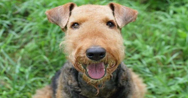 Un cucciolo di Airedale e un Coyote giocano allegramente insieme (VIDEO)