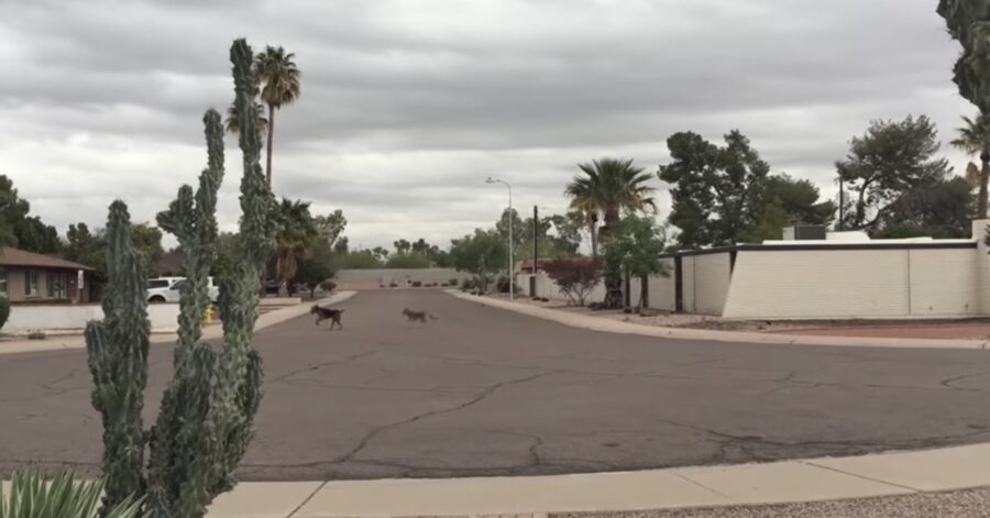 Airdale e coyote giocano insieme in arizona
