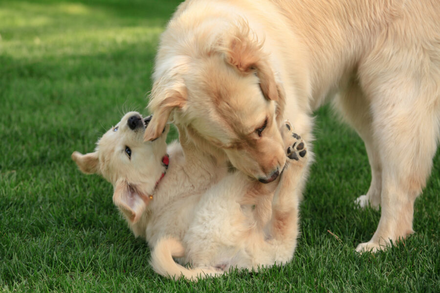 cagnolino con la sua mamma