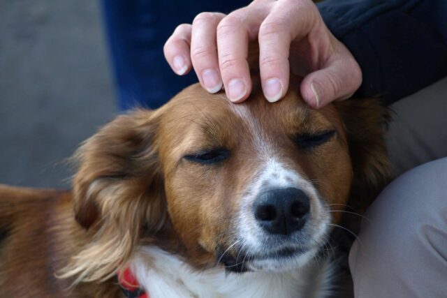 Al cucciolo di cane piacciono le coccole oppure no?