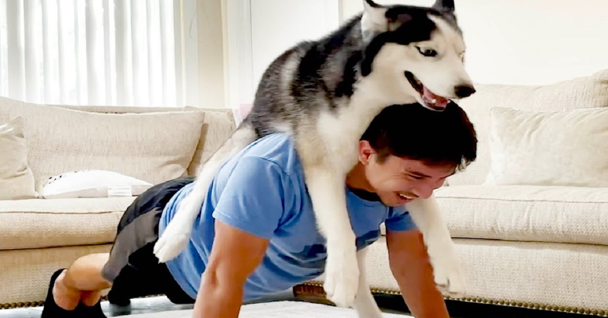allenamento in casa con un cucciolo di husky