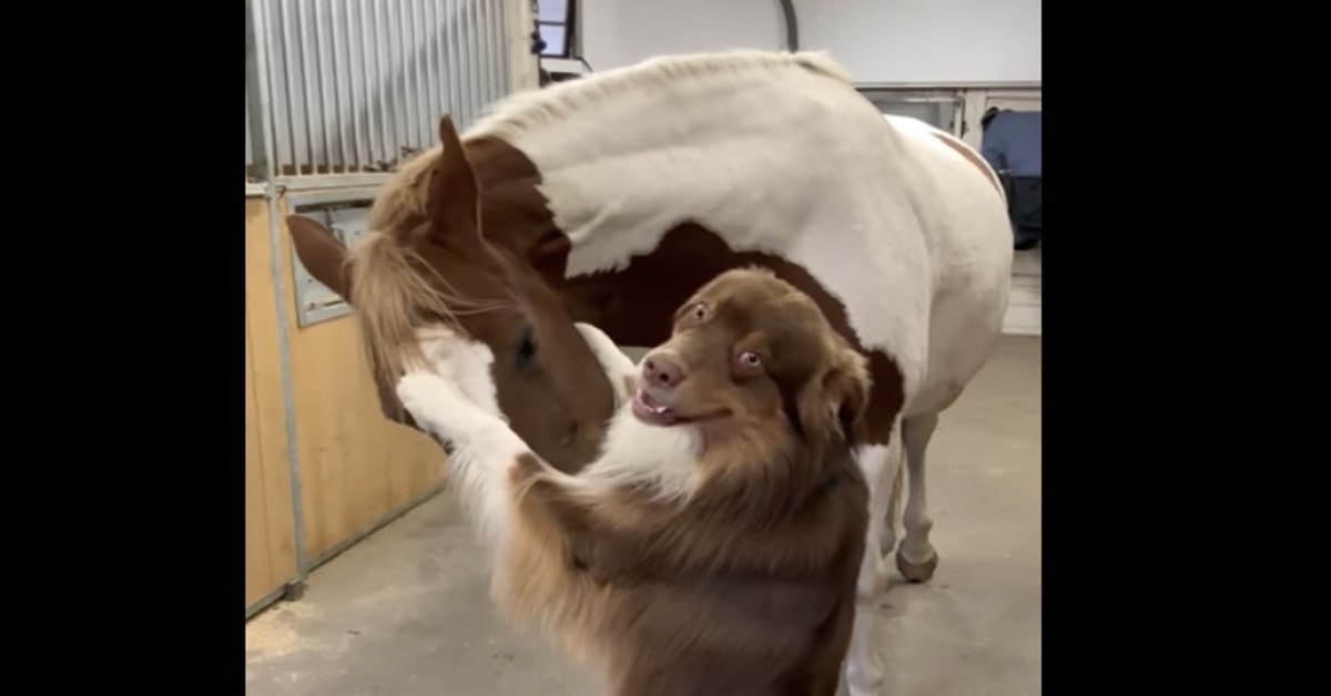 La grande amicizia fra un cucciolo di cane e un cavallo commuove la rete