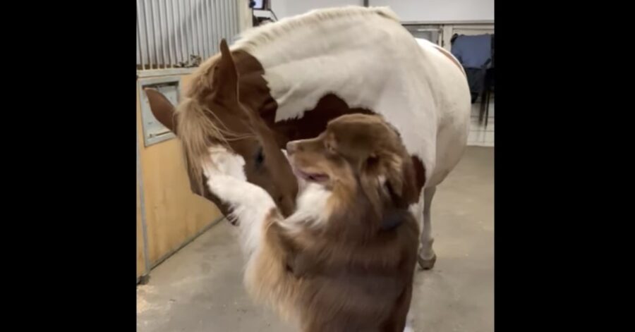cane e cavallo amici inseparabili