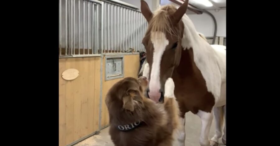 cavallo e cane si vogliono bene e si abbracciano