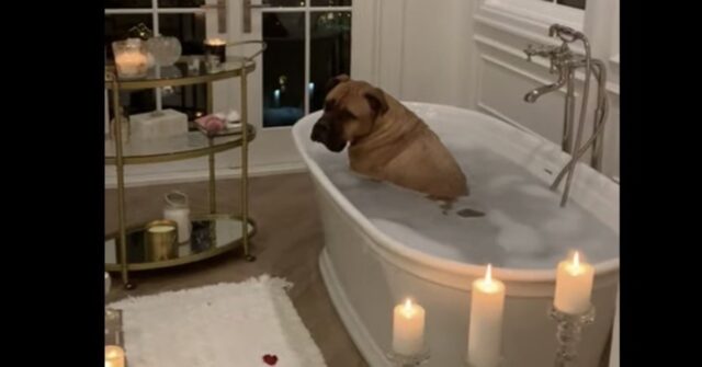 San Valentino: il cucciolo di cane romantico fa il bagno in una vasca piena di petali di rose (VIDEO)