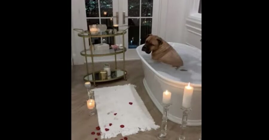 cane fa il bagno con rose e candele