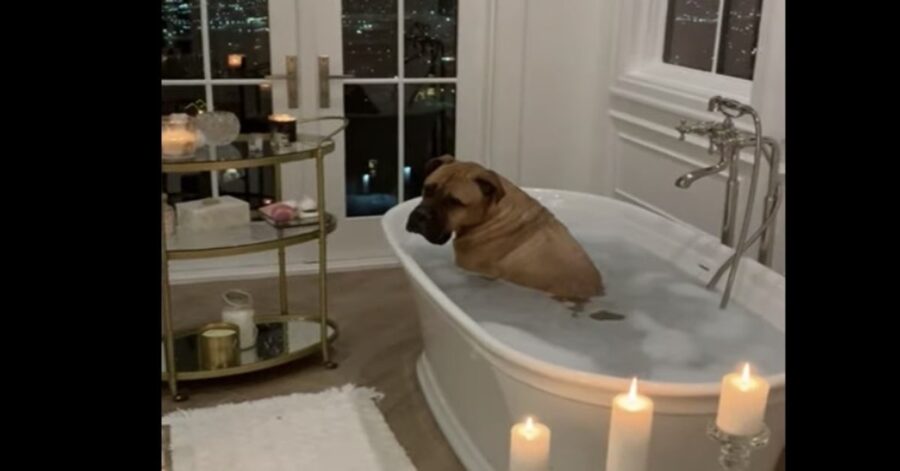 cane fa un bagno romantico