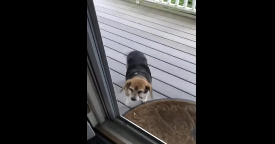 Beagle cerca di entrare in casa dietro porta a vetri