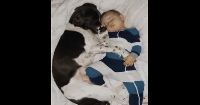 Un bimbo dorme abbracciato al suo cucciolo di cane  (VIDEO)