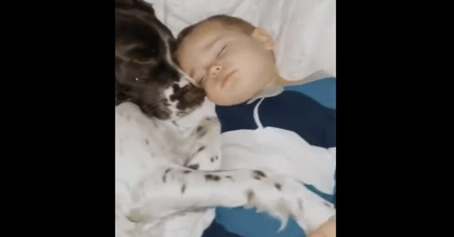 cane e bimbo addormentati