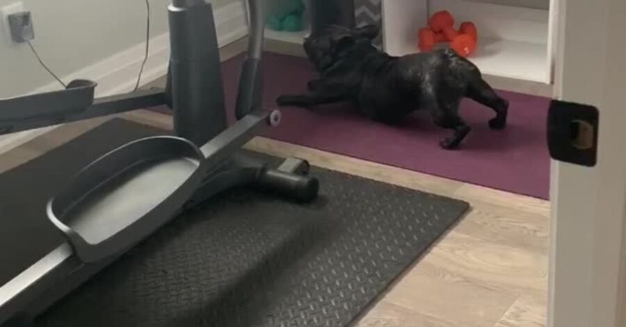 Bulldog fa esercizi di yoga
