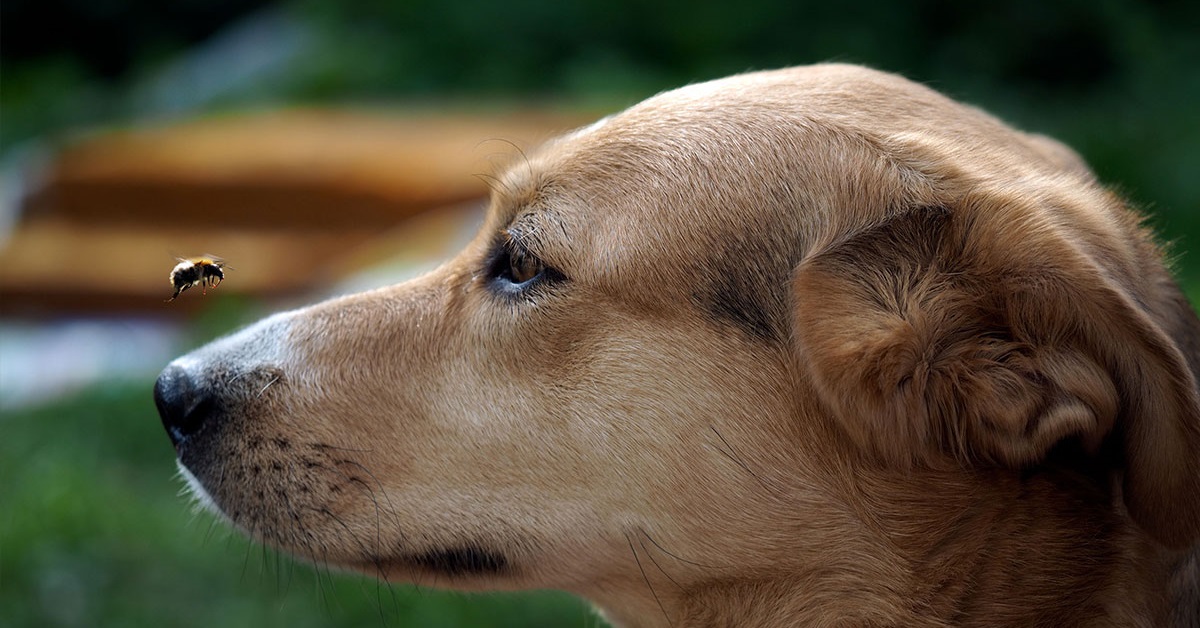 Calabrone punge il cane, rischi e conseguenze