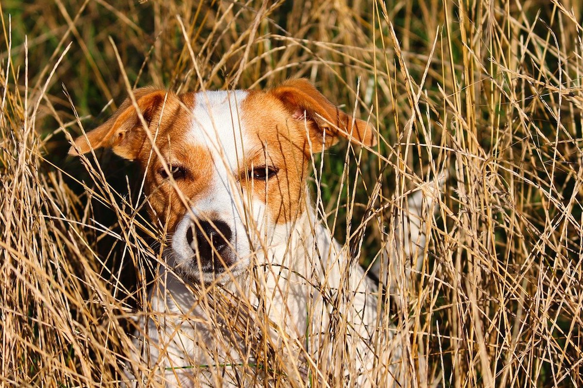 cagnolino si nasconde