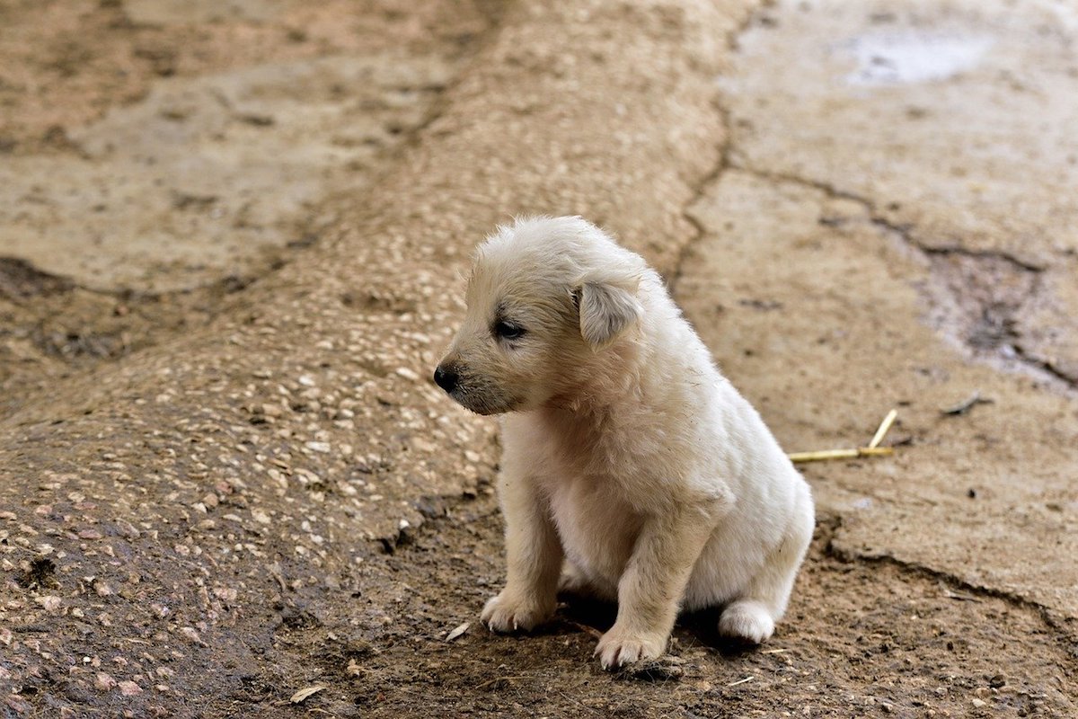 Cane adottato ha paura di tutto: come comportarsi e che cosa fare?