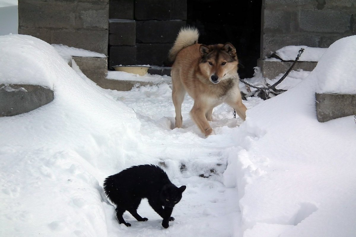 gatto e cane sulla neve