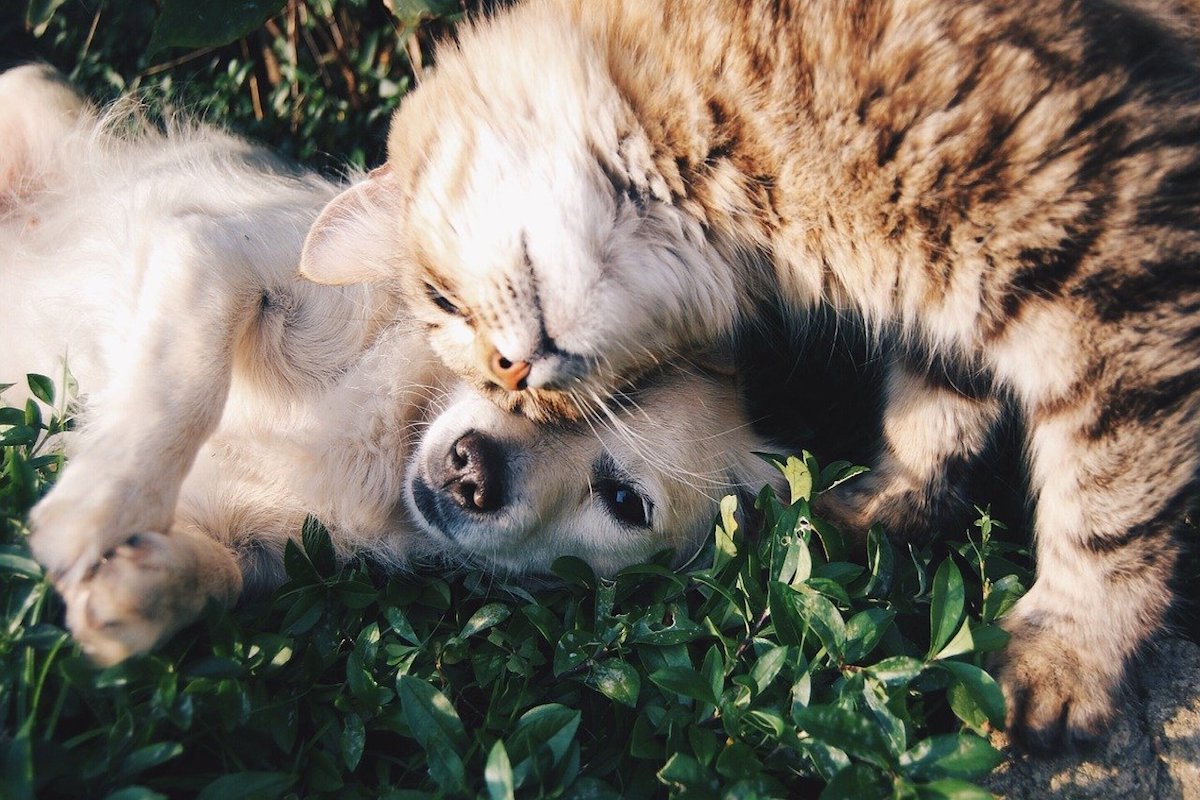 gatto e cane amici dolci