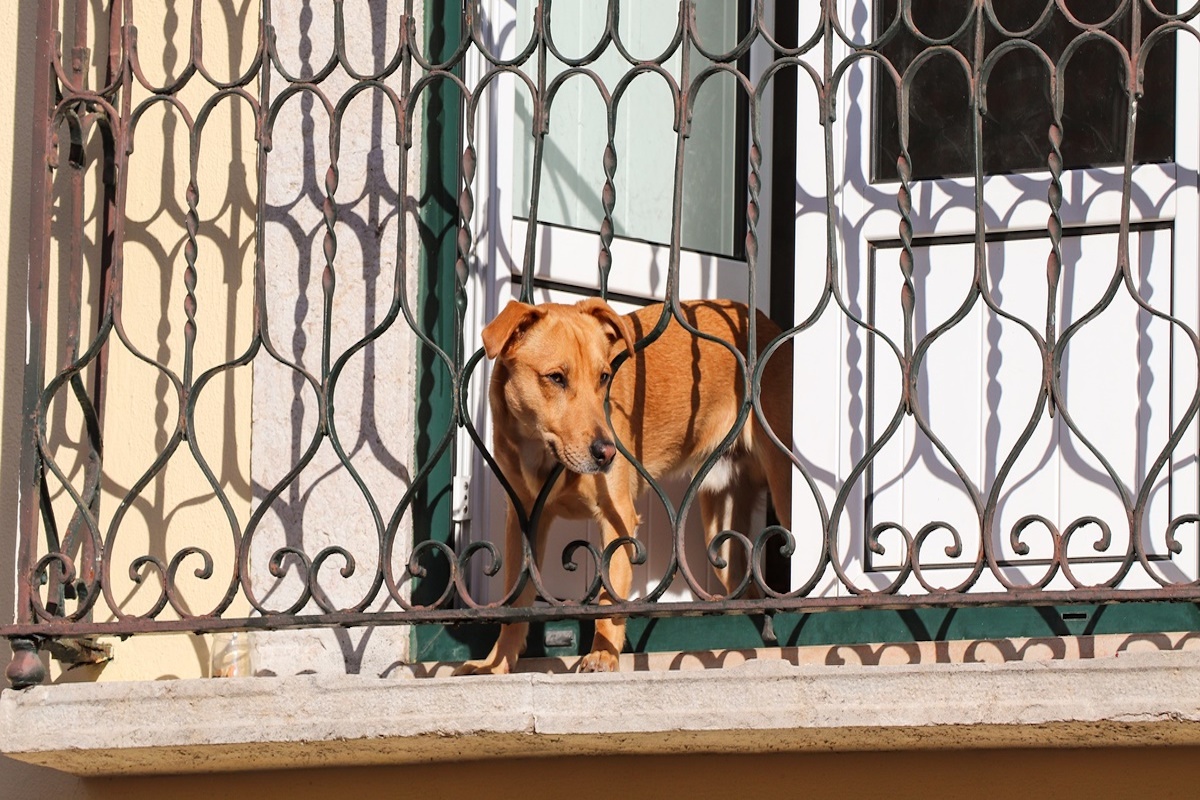 cane infila testa fra sbarre