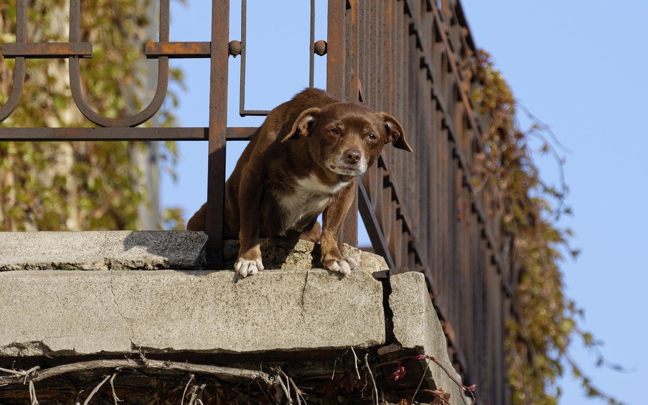 cane curioso