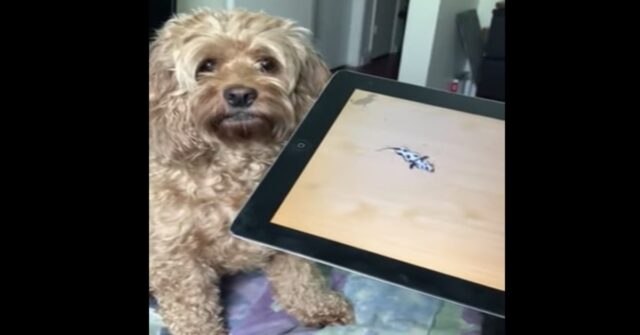 Un cucciolo di cane gioca con un videogioco (VIDEO)
