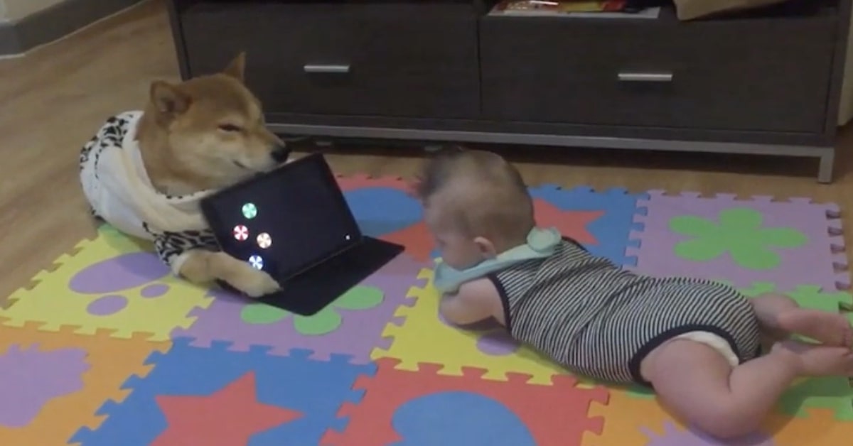 Un cucciolo di Husky fa da babysitter a un neonato e il video scalda il cuore