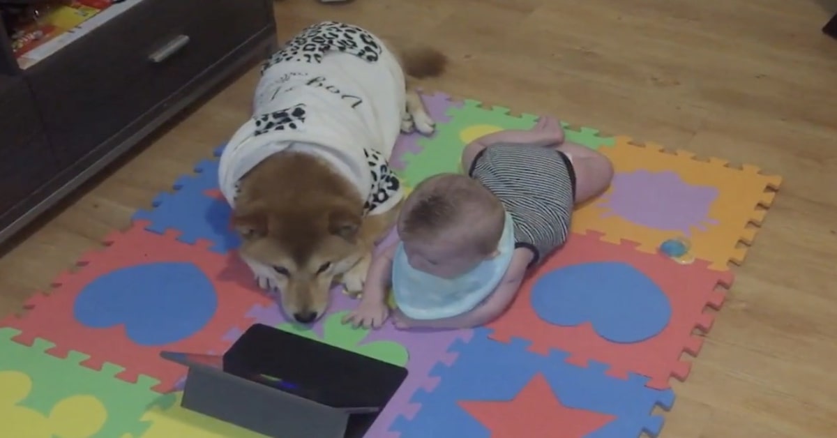 Husky e bambino vedono video sul tappeto