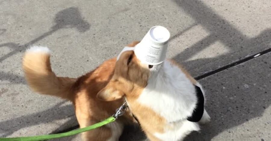 cane beve puppuccino e gli piace