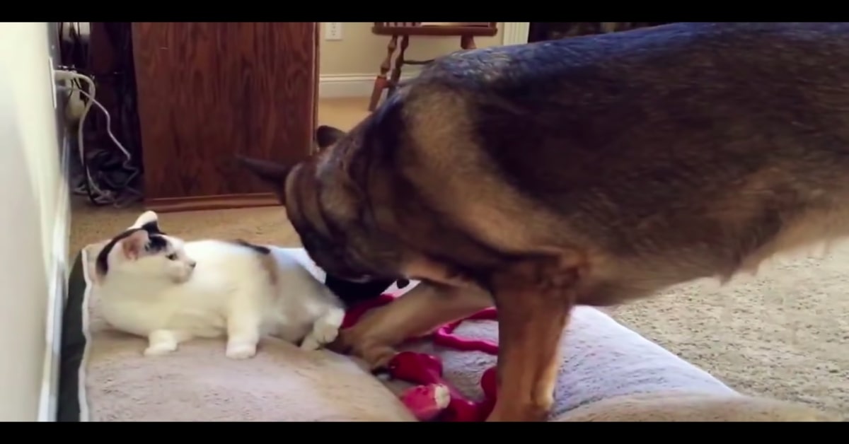 Un cucciolo di Pastore Tedesco da una lezione a un gattino seduto sul suo cuscino favorito (VIDEO)