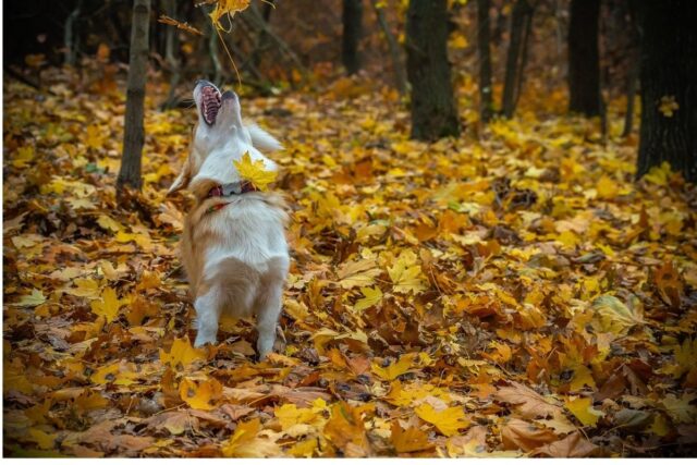 Perché il cane caccia in aria cose che non ci sono?