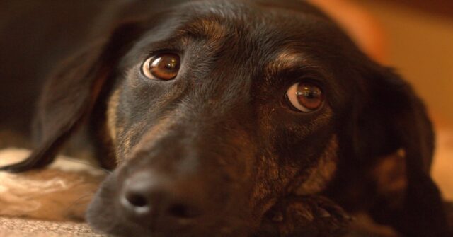 Una cucciola di cane visita ogni sera un ristorante (VIDEO)