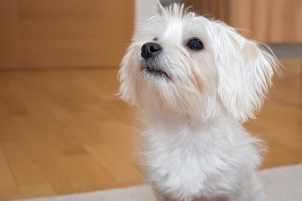 cagnolino di colore bianco