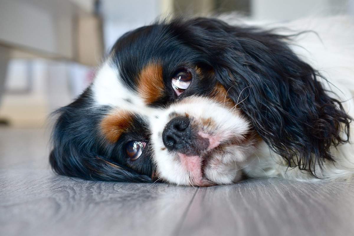 cagnolino disteso su un fianco