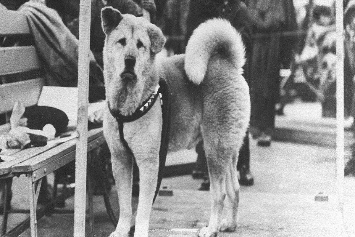 hachiko foto