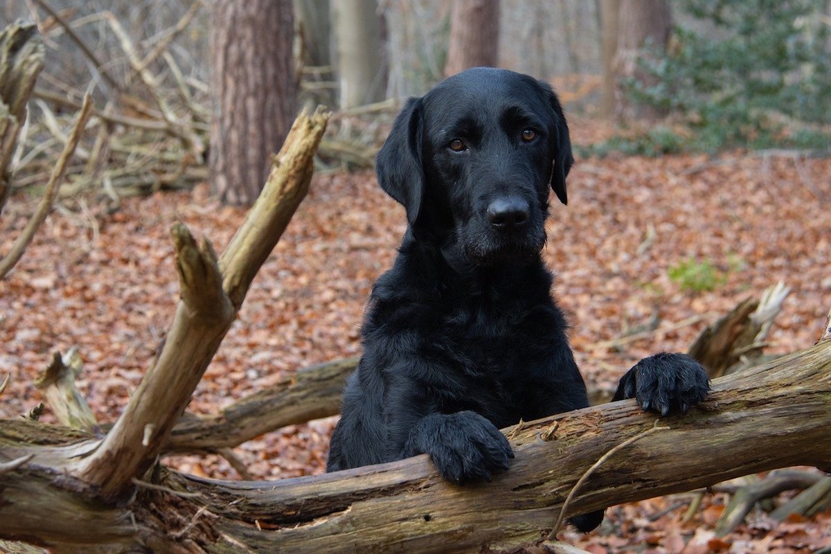 cagnolone sguardo preoccupato