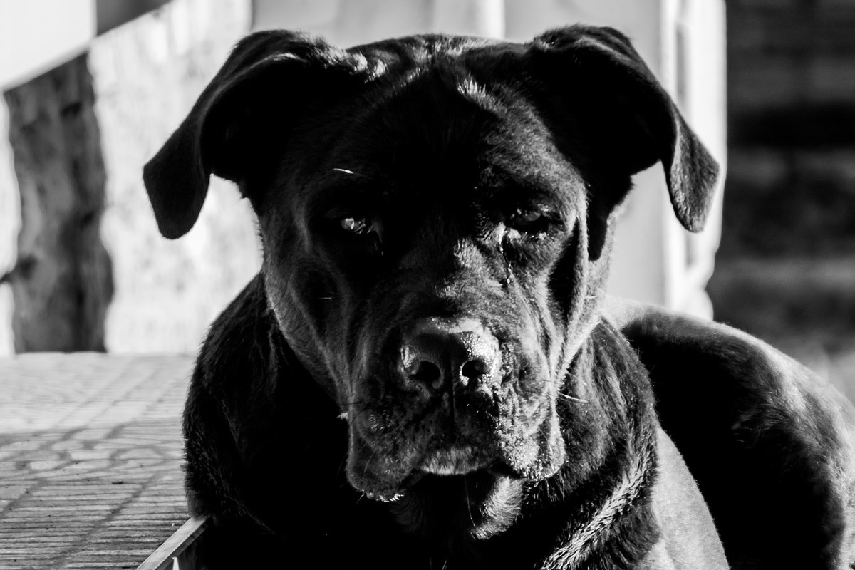 Cane Corso, cosa mangia? Alimentazione ideale per questo cane speciale