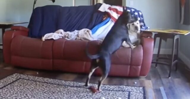 Diesel, un cucciolo di cane, distrugge un divano (VIDEO)