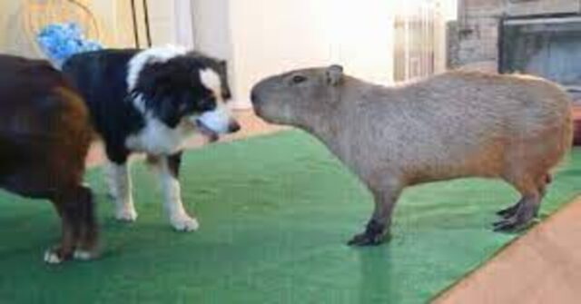 I cuccioli di Border Collie sono i migliori amici del capibara