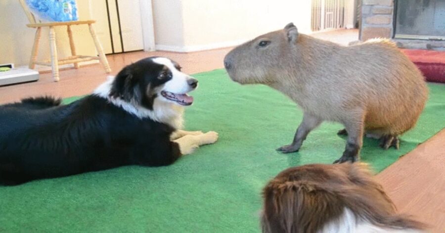 border collie e capibara