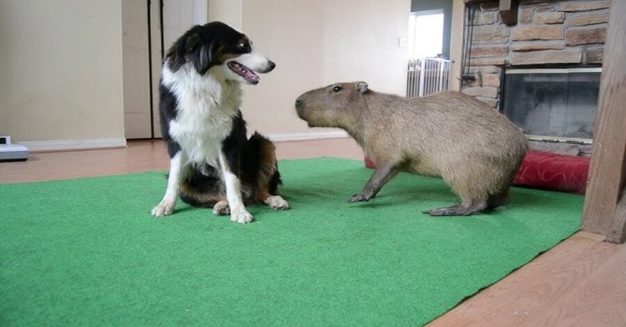 Border collie gioca con capibara