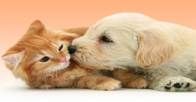 Un cucciolo di cane e un gatto giocano litigandosi un cuscino (VIDEO)
