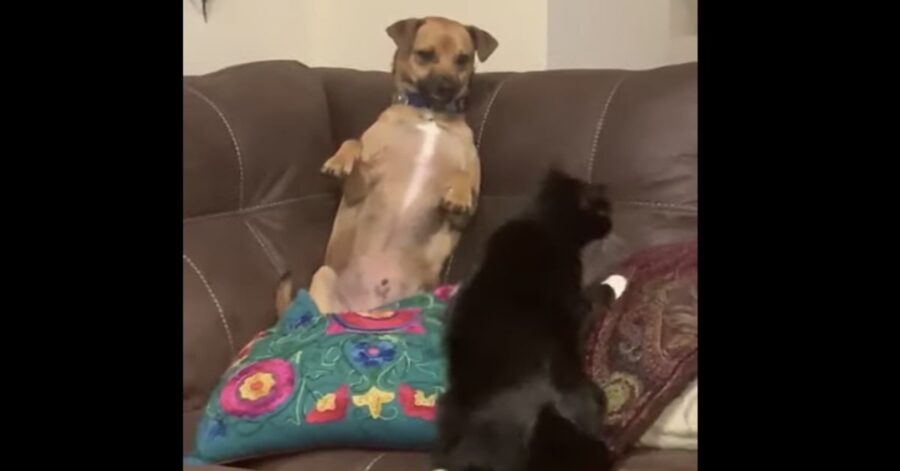 cane e gatto si litigano il cuscino