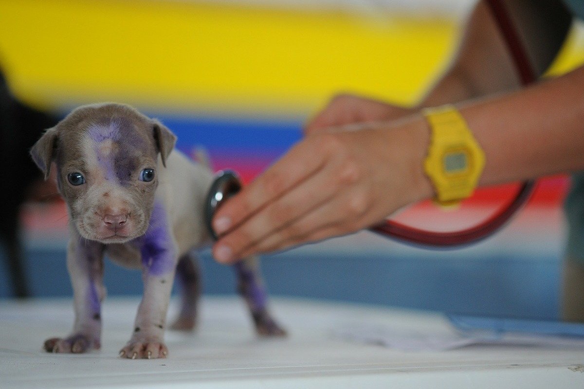 cucciolo dal veterinario