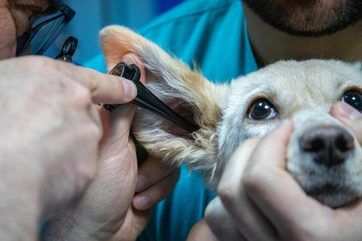 veterinario controlla le orecchie del cane