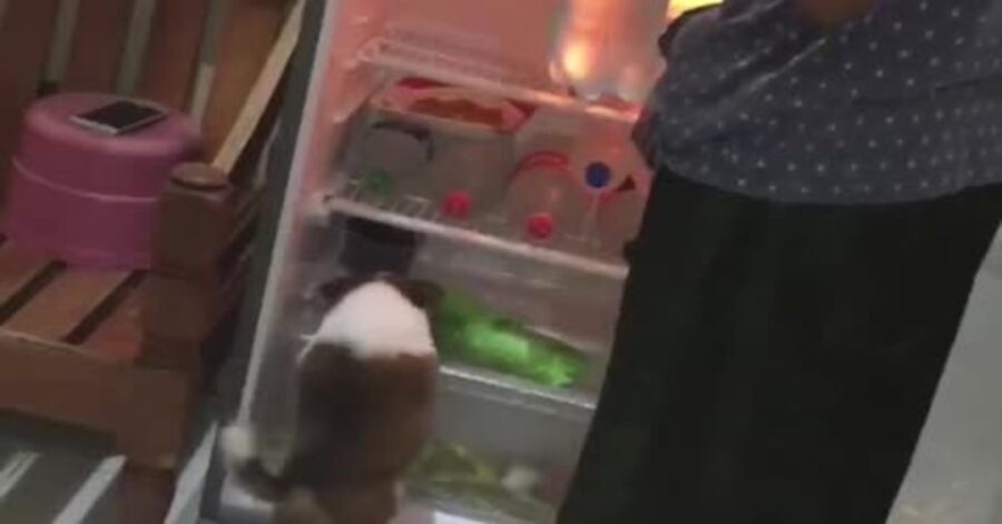 cane entra nel frigorifero causa caldo