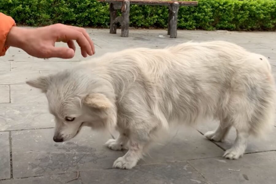 cane randagio si fa avvicinare