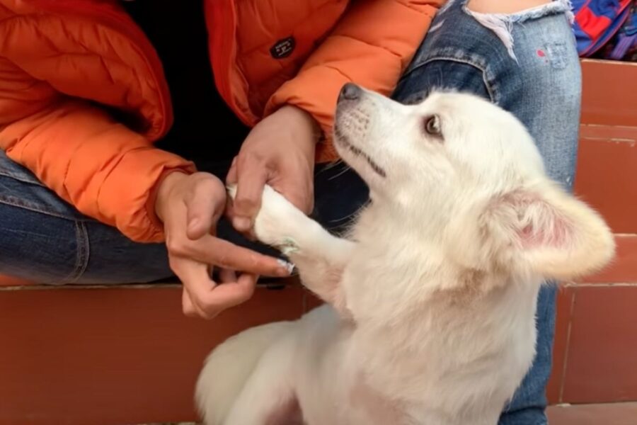 cane che si fida dell'uomo