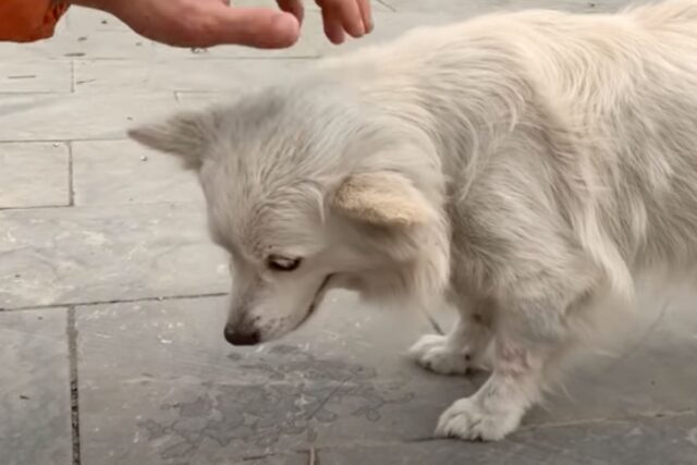 Volpino Italiano picchiato e abbandonato: il cane non si fidava più, ma è cambiato tutto