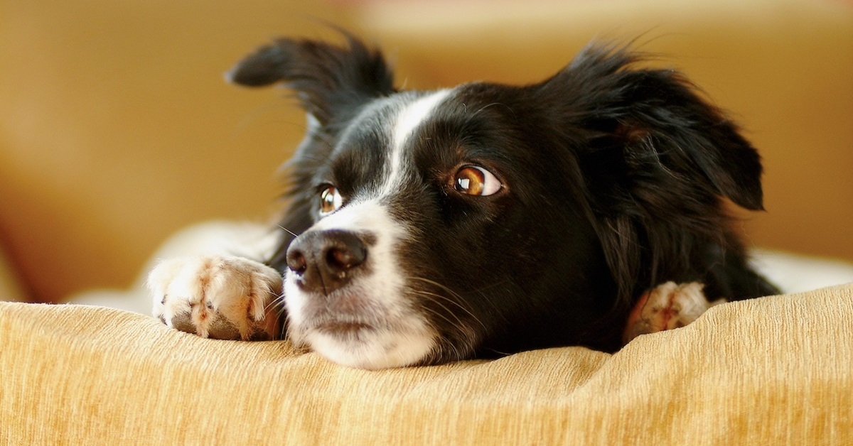 Cane fa pipì sui tappeti, perché e come evitarlo