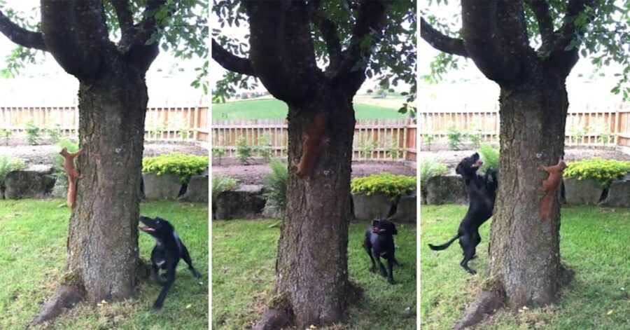 cane gioca con un roditore intorno all'albero