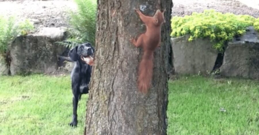 cane e scoiattolo giocano